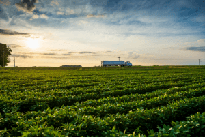 Las exportaciones agrícolas de Estados Unidos en 2021 mantuvieron a China como principal destino. U.S. agricultural exports in 2021 maintained China as the main destination.