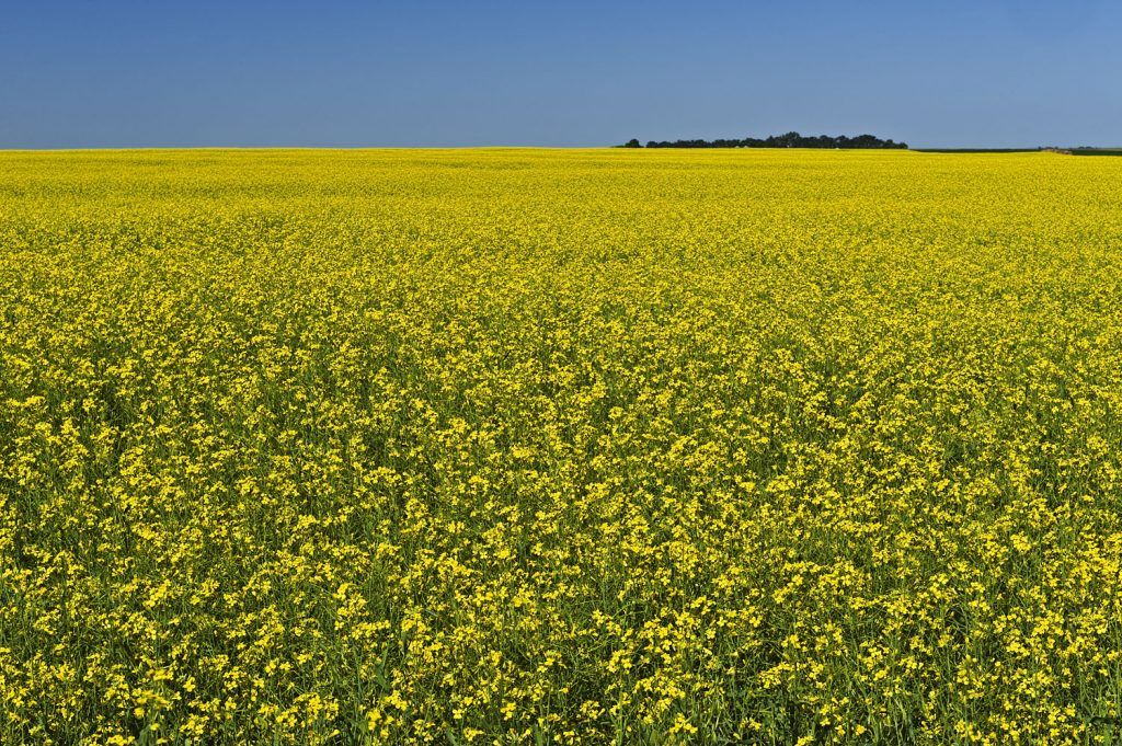 Las exportaciones de canola (semillas de nabo o colza) de Canadá a México crecieron a una tasa interanual de 22.2% de enero a abril de 2022. Canada's canola (turnip or rapeseed) exports to Mexico grew at a year-over-year rate of 22.2% from January to April 2022.