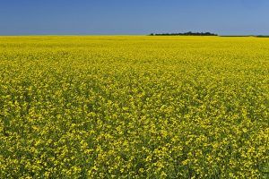 Las exportaciones de canola (semillas de nabo o colza) de Canadá a México crecieron a una tasa interanual de 22.2% de enero a abril de 2022. Canada's canola (turnip or rapeseed) exports to Mexico grew at a year-over-year rate of 22.2% from January to April 2022.