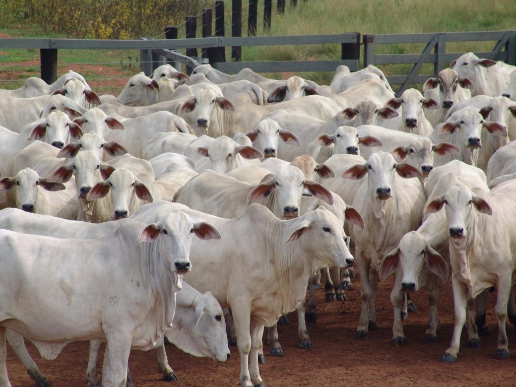 SIAVS do Brasil incluirá carne bovina e laticínios 