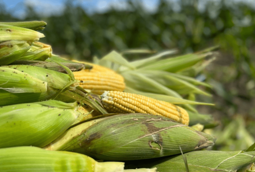 Preços mundiais do milho e do trigo: 2023 vs. 2022