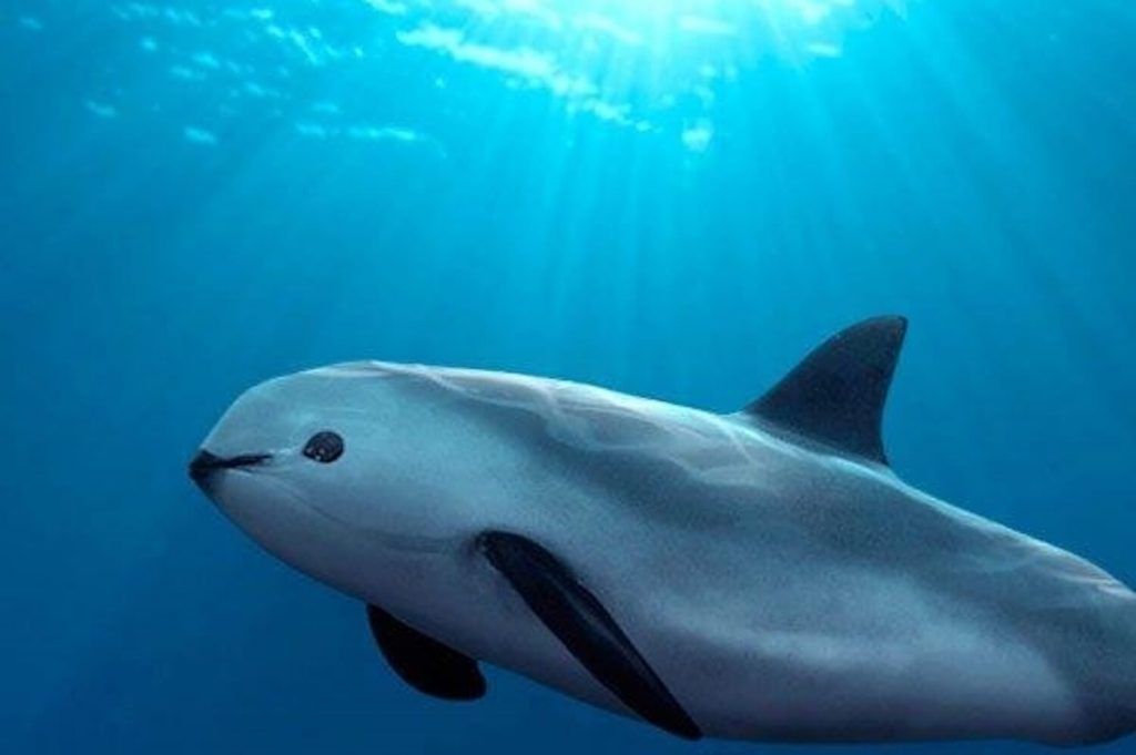 La USTR informó que continuará revisando el caso de la vaquita marina en relación a posibles violaciones de México en el T-MEC. USTR reported that it will continue to review the vaquita case in relation to possible violations by Mexico in the USMCA.