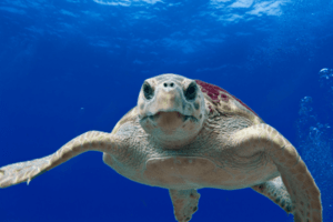 En el marco del T-MEC se están procesando los casos de la tortuga boba, la ballena franca y la vaquita marina. The cases of the loggerhead turtle, right whale and vaquita are being processed within the framework of the USMCA.