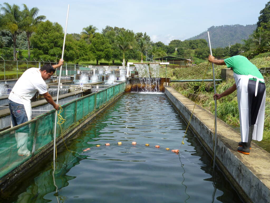 En materia de producción y distribución de crías, la Conapesca de México opera y supervisa 11 Centros Acuícolas. In terms of hatchery production and distribution, Conapesca de México operates and supervises 11 aquaculture centers.