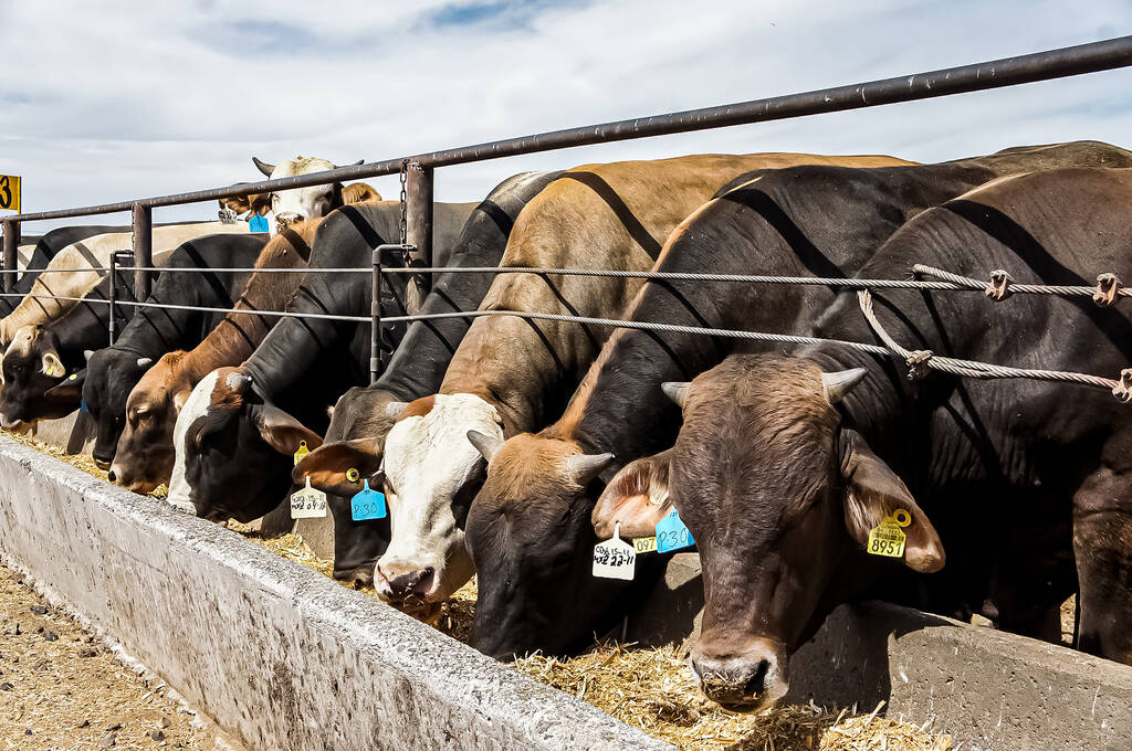 Las exportaciones de bovino de México no se han afectado por la sequía en el norte del país, al tiempo que su producción de alimentos balanceados aumenta. Mexico's beef exports have not been affected by the drought in the north of the country, while its feed production is increasing.