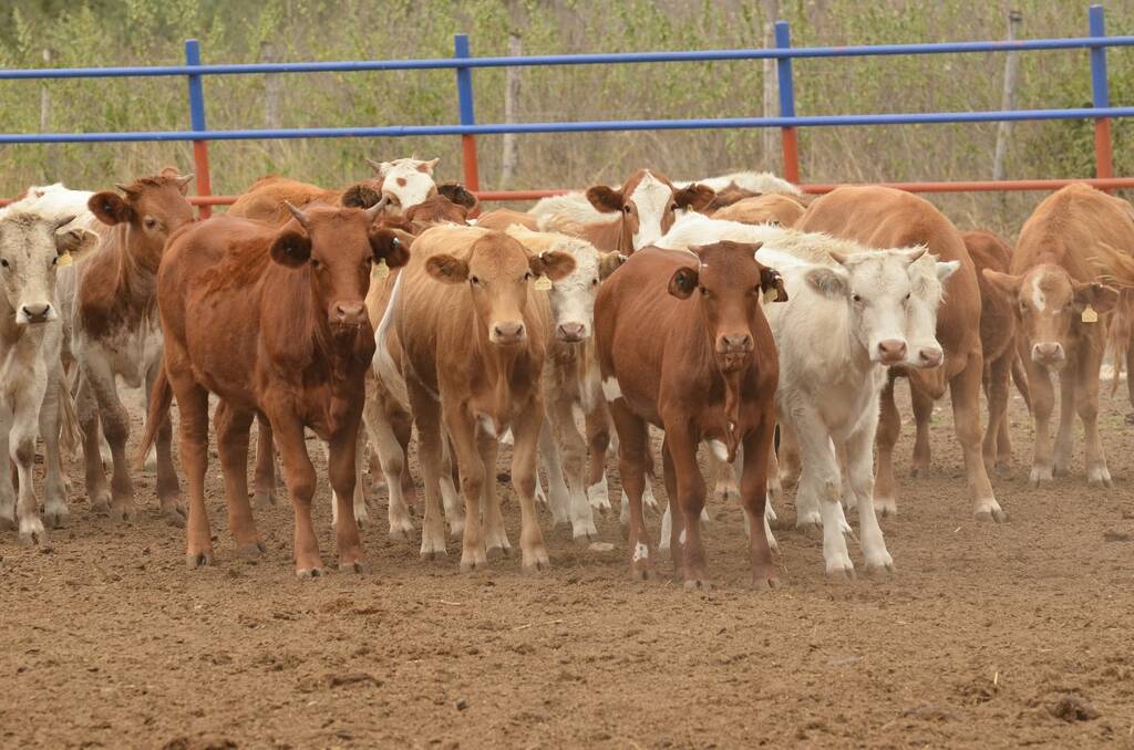 México registró una baja interanual de 36.7% en sus exportaciones de becerros y vaquillas a Estados Unidos de enero a junio de 2022. Mexico recorded a 36.7% year-over-year decline in its calf and heifer exports to the United States from January to June 2022.