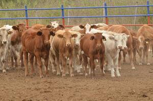 México registró una baja interanual de 36.7% en sus exportaciones de becerros y vaquillas a Estados Unidos de enero a junio de 2022. Mexico recorded a 36.7% year-over-year decline in its calf and heifer exports to the United States from January to June 2022.