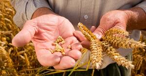 Los precios de los granos y el fenómeno de El Niño: Coface. Grain prices and the El Niño phenomenon: Coface. Prix ​​des céréales et phénomène El Niño : Coface. Preços dos grãos e o fenômeno El Niño: Coface.