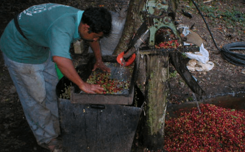 México tiene registrados oficialmente a un total de 45,258 productores con certificación orgánica, y los productores de café representaron 87% de esa cantidad total. Mexico has a total of 45,258 officially registered producers with organic certification, and coffee producers accounted for 87% of that total.