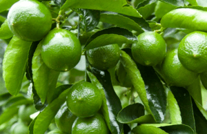 Los principales exportadores de limones frescos o secos a nivel mundial en 2021 son, en orden descendente, España, México, Países Bajos, Sudáfrica y Turquía. The leading exporters of fresh or dried lemons worldwide in 2021 are, in descending order, Spain, Mexico, the Netherlands, South Africa and Turkey.