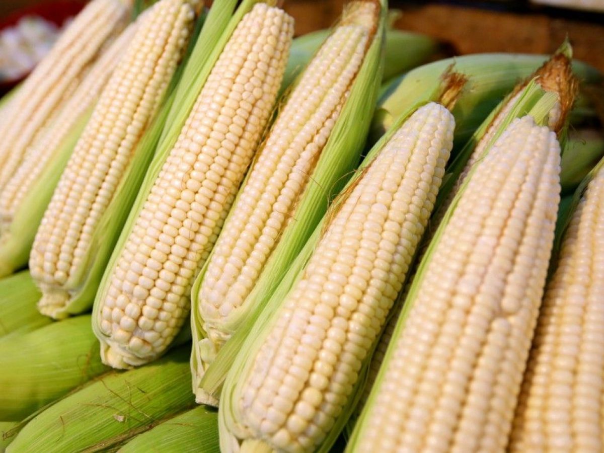 Importaciones de maíz blanco a México desde Sudáfrica: 400,000 t |  Opportimes