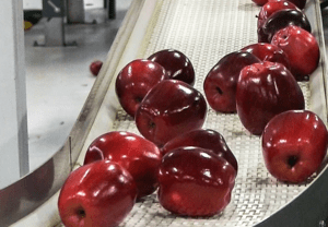 China fue la líder entre todos los países exportadores de manzanas frescas del mundo. China was the leader among all fresh apple exporting countries in the world.