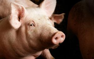 Las 4 principales empresas procesadoras de carne de cerdo en Estados Unidos. The top 4 pork processing companies in the United States. Les 4 principales entreprises de transformation du porc aux États-Unis.