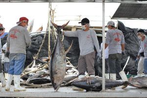 El embargo a las importaciones de atún a Estados Unidos. The embargo on tuna imports to the United States. L'embargo sur les importations de thon aux États-Unis. L'embargo sur les importations de thon aux États-Unis.