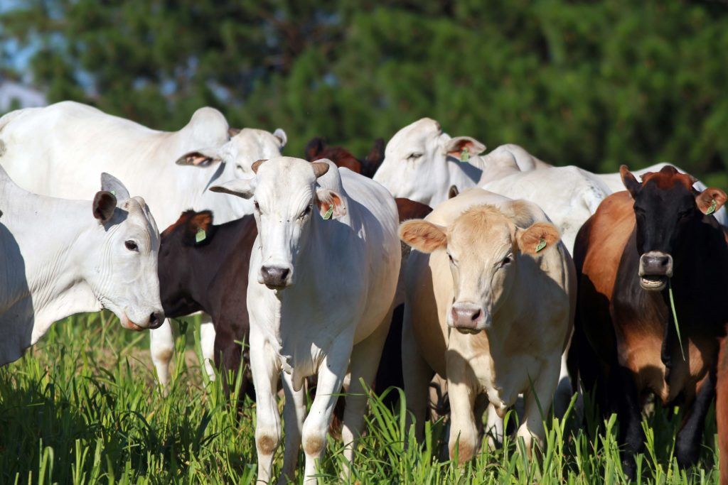 O Setor Agrícola no Brasil: PIB e Exportações