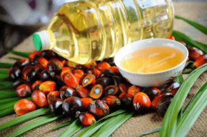 Indonesia lidera exportaciones de aceite de palma en el mundo. Indonesia leads palm oil exports in the world. L'Indonésie est en tête des exportations d'huile de palme dans le monde. A Indonésia lidera as exportações de óleo de palma no mundo.