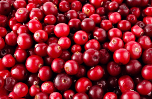 Perú lidera exportaciones de arándanos rojos en el mundo. Peru leads cranberry exports in the world. Le Pérou est en tête des exportations de canneberges dans le monde. O Peru lidera as exportações de cranberry no mundo.