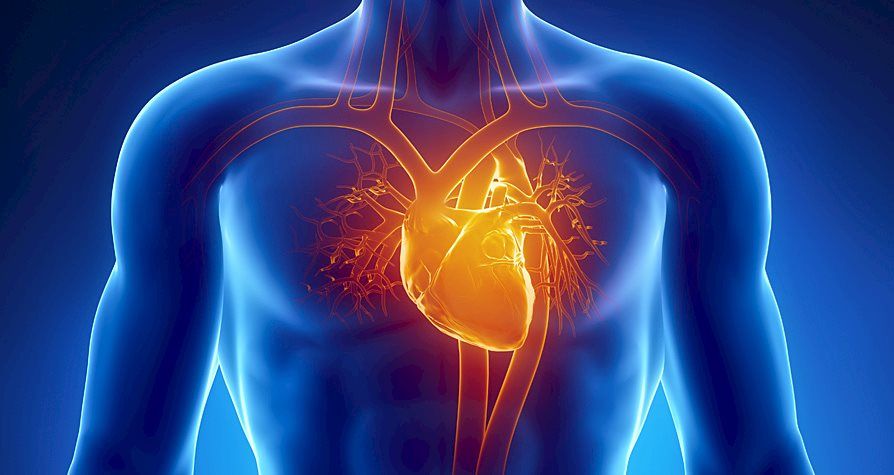 Bilogía muscular, energía química y enfermedades cardiovasculares