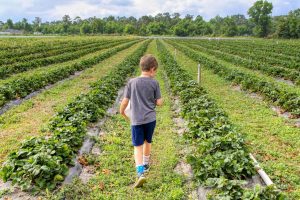 La agroalimentación en Canadá: PIB y empleos. Agri-food in Canada: GDP and jobs. Agroalimentaire au Canada : PIB et emplois. Agroalimentaire au Canada : PIB et emplois.