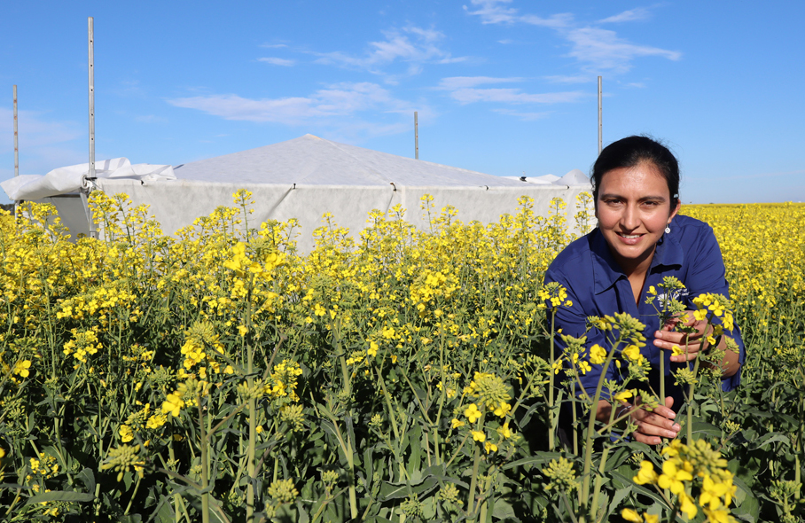 Australia lidera exportaciones de canola en el mundo. Australia leads canola exports in the world. L'Australie est en tête des exportations de canola dans le monde. A Austrália liderará as exportações de canola em todo o mundo.