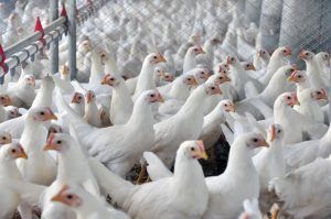 Los 11 principales productores de pollo en el mundo. The 11 main chicken producers in the world. Les 11 principaux producteurs de poulet au monde. Os 11 principais produtores de frango do mundo.