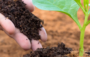 Producción de fertilizantes: China el líder mundial. Fertilizer production: China the world leader. Production d'engrais : la Chine leader mondial. Production d'engrais : la Chine leader mondial.