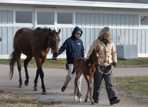 Purasangres: Kentucky, primer productor. Thoroughbreds: Kentucky, first producer. Pur-sang : Kentucky, premier producteur. Puro-sangue: Kentucky, primeiro produtor.