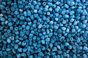 Los 5 mayores exportadores de arándanos a Estados Unidos. The 5 largest exporters of blueberries to the United States. Les 5 plus grands exportateurs de myrtilles vers les États-Unis. Os 5 maiores exportadores de mirtilos para os Estados Unidos.