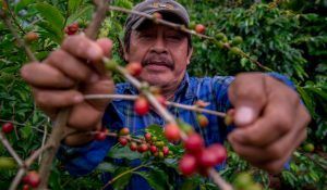 Productores de café en México: apoyos. Coffee producers in Mexico: support. Producteurs de café au Mexique : soutien. Produtores de café no México: apoio.