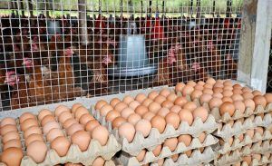 Ayuda alimentaria interna en Estados Unidos. Domestic food aid in the United States. Aide alimentaire intérieure aux États-Unis. Ajuda alimentar interna nos Estados Unidos.