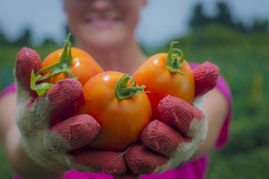 Produtos agrícolas biológicos nos Estados Unidos: subsídios